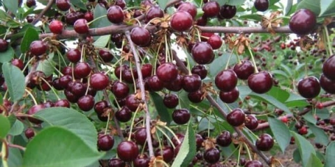 Koja je razlika između minx trešanja i drugih sorti